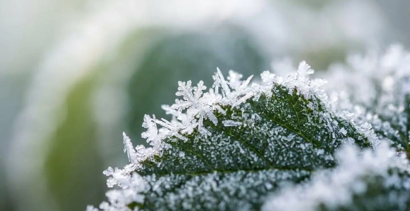 Détail macro d'un élément naturel symbolisant la transformation des rituels et habitudes